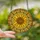 Nature Lovers' Intricate Stained Glass Sunflower, Tiffany Style Golden Amber Orange Mosaic Filigree Stained Glass Suncatcher - 2