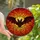 Gothic Fantasy Enthusiasts' Intricate Stained Glass Menacing Bat Fiery Orange Red Design Stained Glass Suncatcher - 1