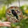 Autumn Aesthetic Lovers' Intricate Tiffany Glass Raven Skull Autumn Leaves Bat Mosaic Black Orange Red Clear Gray Stained Glass Suncatcher - 2