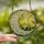 Nature Lovers' Densely Detailed Stained Glass Crescent Moon Daisy Floral Emerald Green Orange Mosaic Stained Glass Suncatcher - 2