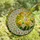 Nature Lovers' Densely Detailed Stained Glass Crescent Moon Daisy Floral Emerald Green Orange Mosaic Stained Glass Suncatcher - 4