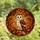 Wildlife Art Lovers' Jewel Tone Stained Glass Barn Owl Pink Wing Autumnal Forest Mosaic Stained Glass Suncatcher - 4