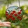 Nature Lovers' Intricate Tiffany Stained Glass Red Poppies Dragonflies Meadow Art Stained Glass Suncatcher - ErBUwryyfm