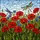 Nature Lovers' Intricate Tiffany Stained Glass Red Poppies Dragonflies Meadow Art Stained Glass Suncatcher - 7
