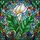 Women's Glowing White Calla Lily & Vibrant Green Leaves Stained Glass Floral Mosaic Pattern Stained Glass Suncatcher - 7