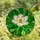 Nature Lovers' Tiffany Stained Glass White Magnolia Emerald Green Botanical Mosaic Stained Glass Suncatcher - 4