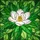 Nature Lovers' Tiffany Stained Glass White Magnolia Emerald Green Botanical Mosaic Stained Glass Suncatcher - 7
