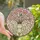 Women's Tiffany Style Stained Glass Torso Vase, Pink Yellow Cosmos Flowers & Green Leaf Foliage Mosaic Stained Glass Suncatcher - 1