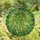 Nature Lovers' Tiffany Style Emerald Green Succulent Stained Glass Art Swirling Cloud Mosaic Stained Glass Suncatcher - Kx9vn8evzq