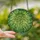 Nature Lovers' Tiffany Style Emerald Green Succulent Stained Glass Art Swirling Cloud Mosaic Stained Glass Suncatcher - Nr8Wsau-d-