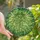 Nature Lovers' Tiffany Style Emerald Green Succulent Stained Glass Art Swirling Cloud Mosaic Stained Glass Suncatcher - zd7jZhZG3F