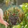 Plant Lovers' Vibrant Tiffany Stained Glass Flowering Cacti Succulent Mosaic Jewel Tones Stained Glass Suncatcher - VICehz5PRm
