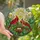 Nature Lovers' Tiffany Style Glowing Stained Glass Cardinals Nest Mosaic Fiery Red Orange Green Cream Stained Glass Suncatcher - 1