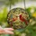 Nature Lovers' Vibrant Stained Glass Cardinal Pair Feeding Berries, Tiffany Style Intricate Mosaic Garden, Jewel Tones Stained Glass Suncatcher - vGTzFSsKnw