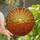 Nature Lovers' Vibrant Tiffany Stained Glass Orange Red Poppy Golden Sun Sunrise Art Stained Glass Suncatcher - 1