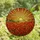 Nature Lovers' Vibrant Tiffany Stained Glass Orange Red Poppy Golden Sun Sunrise Art Stained Glass Suncatcher - 4