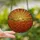 Nature Lovers' Vibrant Tiffany Stained Glass Orange Red Poppy Golden Sun Sunrise Art Stained Glass Suncatcher - 2