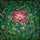 Nature Lovers' Vibrant Pink Orchid Tiffany-Style Stained Glass Intricate Floral Mosaic Pattern Stained Glass Suncatcher - 7