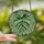 Nature Lovers' Tiffany Stained Glass Monstera Leaf Emerald Variegated Tropical Jewel Tone Intricate Botanical Mosaic Stained Glass Suncatcher - 2