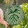 Nature Lovers' Tiffany Stained Glass Monstera Leaf Emerald Variegated Tropical Jewel Tone Intricate Botanical Mosaic Stained Glass Suncatcher - 1