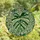Nature Lovers' Tiffany Stained Glass Monstera Leaf Emerald Variegated Tropical Jewel Tone Intricate Botanical Mosaic Stained Glass Suncatcher - 4