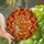 Nature Lovers' Tiffany Stained Glass Sleeping Fox Autumn Leaves Mosaic Pattern Stained Glass Suncatcher - 1
