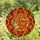 Nature Lovers' Tiffany Stained Glass Sleeping Fox Autumn Leaves Mosaic Pattern Stained Glass Suncatcher - 4