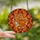 Nature Lovers' Tiffany Stained Glass Sleeping Fox Autumn Leaves Mosaic Pattern Stained Glass Suncatcher - 2