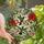 Nature Lovers' Intricate Stained Glass Ruby Hummingbirds Hibiscus Bloom Green Foliage Mosaic Stained Glass Suncatcher - 1