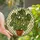 Plant Lovers' Vibrant Green Monstera Plant Terracotta Pot Tiffany Stained Glass Geometric Mosaic Stained Glass Suncatcher - MFpNcIz9Wx