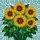 Art Lovers' Intricate Golden Sunflowers Emerald Leaves Stained Glass Mosaic Stained Glass Suncatcher - 7