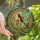 Fantasy Art Lovers' Intricate Tiffany Glass Fairy Iridescent Wings Emerald Green Golden Bronze Teal Mosaic Pattern Stained Glass Suncatcher - 1