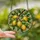 Nature Lovers' Vibrant Stained Glass Lemon & Leaf Emerald Green Geometric Mosaic Stained Glass Suncatcher - Etul7hcq5g