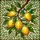Nature Lovers' Vibrant Stained Glass Lemon & Leaf Emerald Green Geometric Mosaic Stained Glass Suncatcher - 7