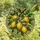 Nature Lovers' Vibrant Stained Glass Lemon & Leaf Emerald Green Geometric Mosaic Stained Glass Suncatcher - wqAVUxH_tg