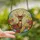 Nature Lovers' Majestic Deer Wildflower Stained Glass Tiffany Jewel Tone Mosaic Stained Glass Suncatcher - GDTitM_vnq