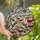 Nature Lovers' Stained Glass Bohemian Waxwing Birds Ruby Red Berry Winter Branches Mosaic Stained Glass Suncatcher - y0YeyH4lc4