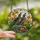 Nature Lovers' Vibrant Stained Glass California Quail Poppies Edge-to-Edge Mosaic Stained Glass Suncatcher - VWmelnrJiX