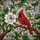 Nature Lovers' Vibrant Red Cardinal Bird Tiffany Stained Glass Mosaic, White Floral & Green Leaf Pattern Stained Glass Suncatcher - 7