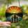Family Fishing Enthusiasts' Tiffany Stained Glass Lake Sunset Scene with Father, Kids, Olive Green & Warm Orange Jewel Tones Stained Glass Suncatcher - 2