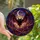 Fantasy Art Lovers' Tiffany Style Stained Glass Bat Amber Magenta Celestial Design Stained Glass Suncatcher - 1