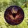 Fantasy Art Lovers' Tiffany Style Stained Glass Bat Amber Magenta Celestial Design Stained Glass Suncatcher - 4