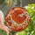 Aquarium Enthusiasts' Glowing Siamese Fighting Fish Stained Glass Art Deep Red Orange Water Patterns Stained Glass Suncatcher - 1