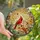 Bird Lovers' Vibrant Red & Cream Cardinal Pair Intricate Tiffany Stained Glass Botanical Art Stained Glass Suncatcher - 1