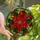 Women's Detailed Tiffany Stained Glass Poinsettia Floral Mosaic Fiery Red Emerald Green Stained Glass Suncatcher - 1