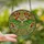 Nature & Art Lovers' Tiffany Style Stained Glass Luna Moth Emerald Ruby Gold Jade Floral Mosaic Stained Glass Suncatcher - 2