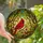 Nature Lovers' Vibrant Red Cardinal Tiffany Stained Glass Forest Canopy Mosaic Stained Glass Suncatcher - oIuA_LU4re