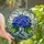 Nature Lovers' Vibrant Tiffany Stained Glass Hydrangea Emerald Green Cerulean Blue Floral Mosaic Pattern Stained Glass Suncatcher - 1