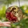 Spiritual Pet Owners' Stained Glass Jesus Pug Tiffany Style Golden Red Blue-Green Intricate Mosaic Stained Glass Suncatcher - W8z4OWg7VC