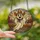 Whimsical Art Lovers' Intricate Stained Glass Ghost Cowboy Desert Mosaic Amber Brown Grey Stained Glass Suncatcher - 2